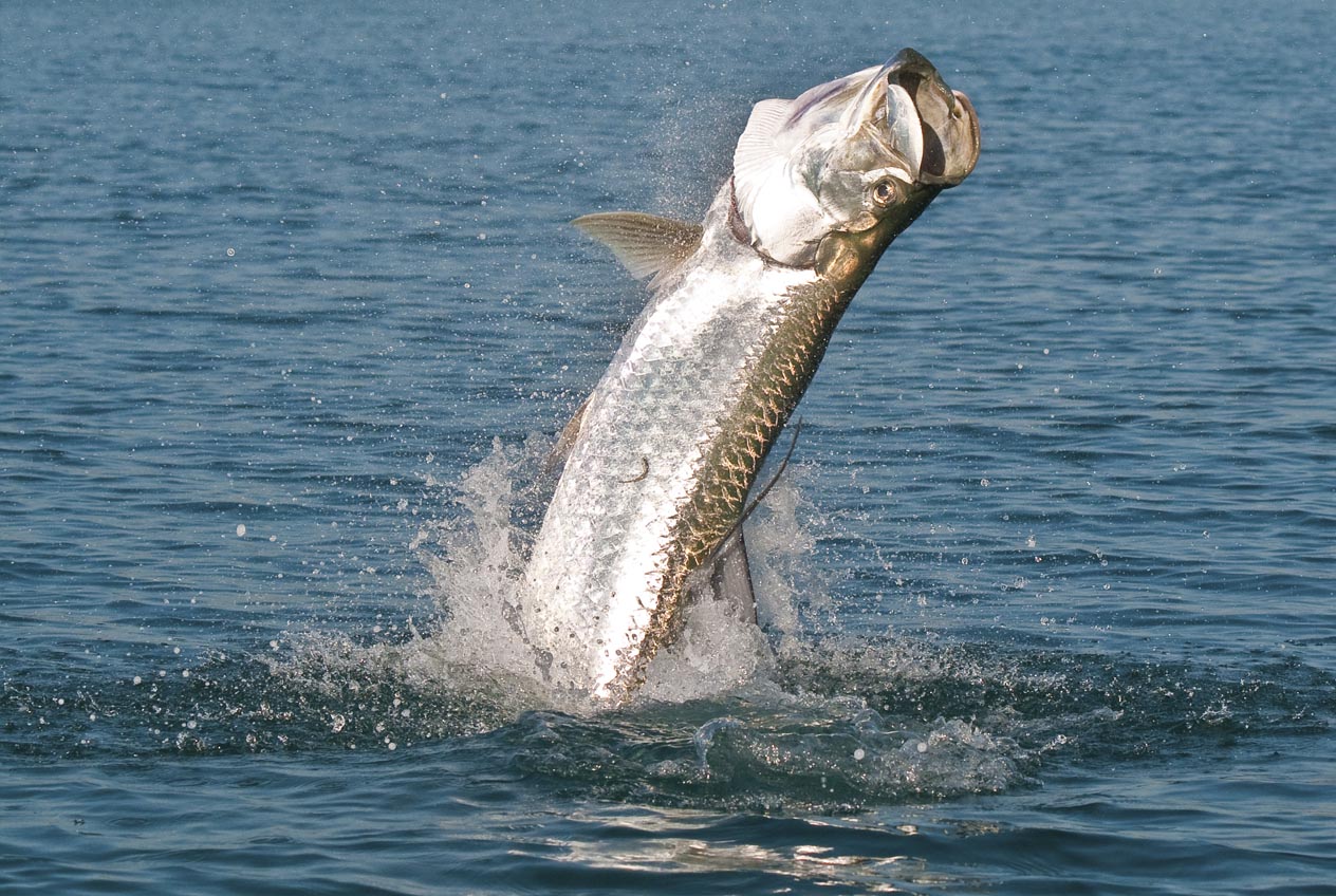 Ein Tarpon springt aus dem Wasser